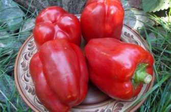 Высокоурожайный перец Калифорнийское чудо: характеристика и описание сорта