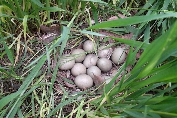 За что ценятся яйца фазана? Насколько выгодно разводить птицу для продажи яиц?