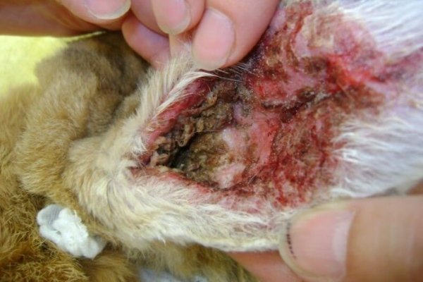 Заболевания ушей у кроликов: как выявить и лечить?