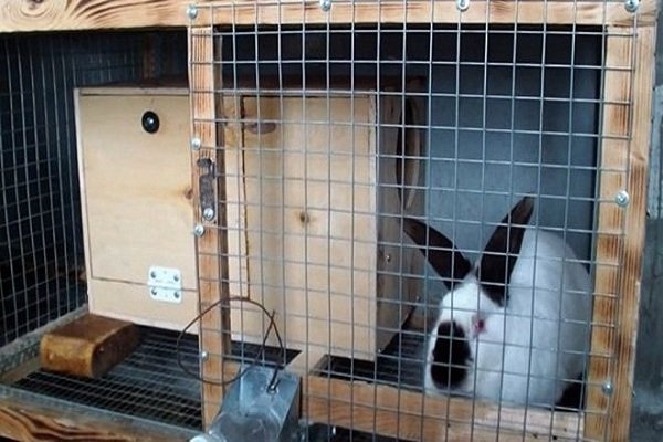 Зачем нужна маточник для кроликов: назначение, виды и конструкция
