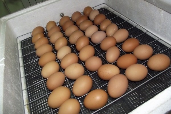 Закладка куриных яиц в инкубатор