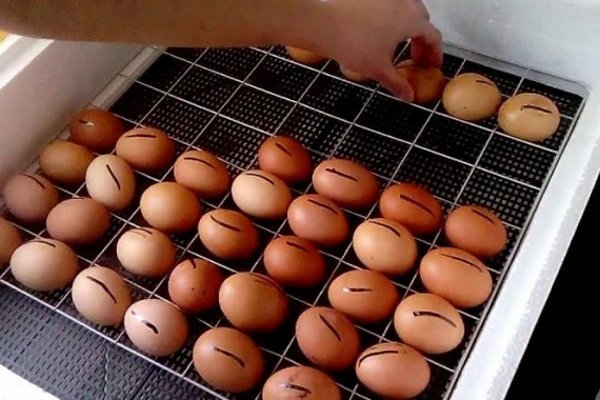 Поместите куриные яйца в инкубатор