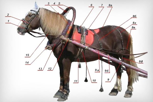 Запряжка лошади: правила и пошаговая инструкция