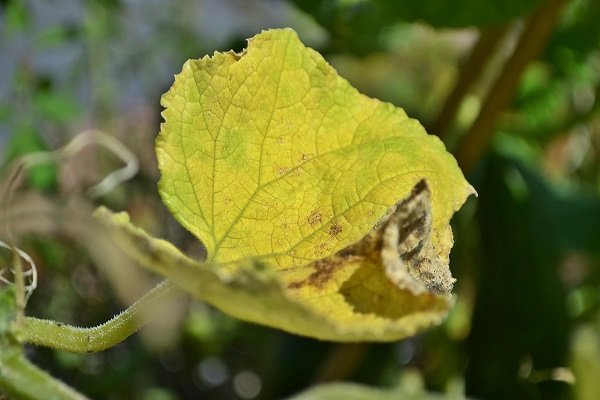 Желтеют и сохнут листья у огурцов: причины и что делать?