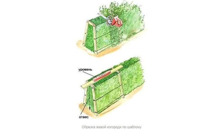 Живая изгородь из кустов: правила и фото посадки