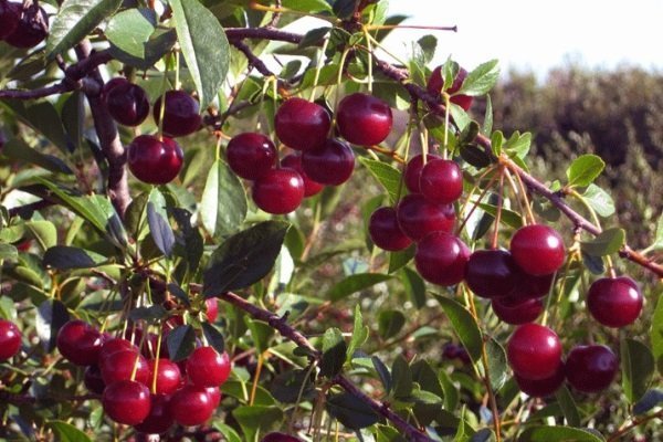 Зимний гранат: посадка и выращивание карликовой вишни