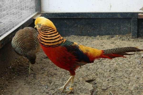 Золотой фазан: как развести и содержать птицу в неволе?