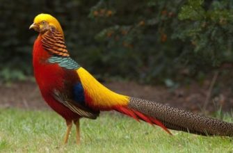 Золотой фазан – как разводить и содержать птицу в неволе?
