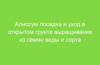 Алиссум посадка и уход в открытом грунте выращивание из семян виды и сорта