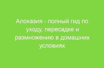 Алоказия полный гид по уходу, пересадке и размножению в домашних условиях