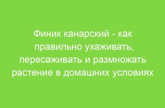 Финик канарский как правильно ухаживать, пересаживать и размножать растение в домашних условиях