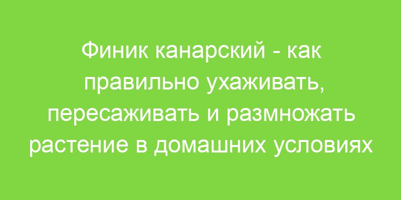 Финик канарский как правильно ухаживать, пересаживать и размножать растение в домашних условиях