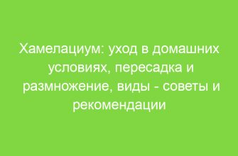 Хамелациум: уход в домашних условиях, пересадка и размножение, виды советы и рекомендации