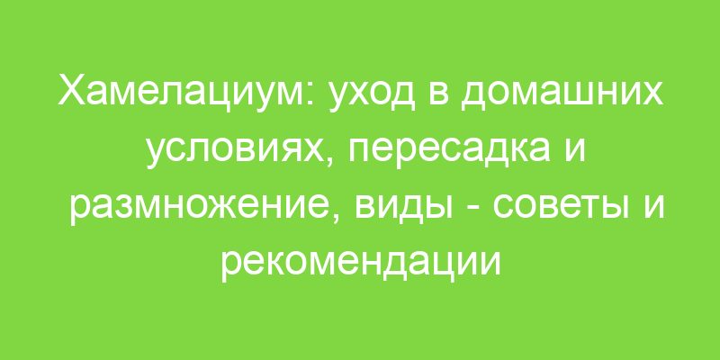 Хамелациум: уход в домашних условиях, пересадка и размножение, виды советы и рекомендации