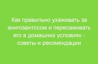 Как правильно ухаживать за анигозантосом и пересаживать его в домашних условиях советы и рекомендации