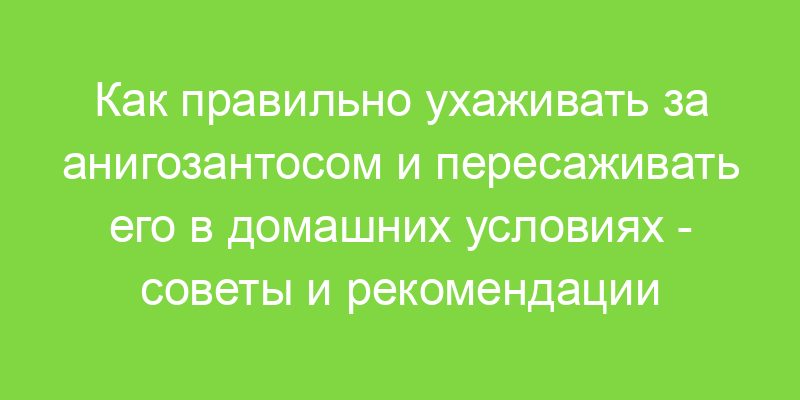 Как правильно ухаживать за анигозантосом и пересаживать его в домашних условиях советы и рекомендации