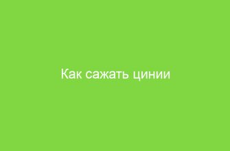 Как сажать цинии