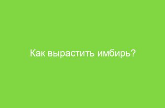 Как вырастить имбирь?