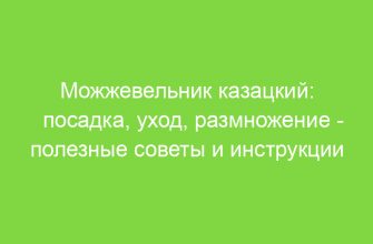 Можжевельник казацкий: посадка, уход, размножение полезные советы и инструкции