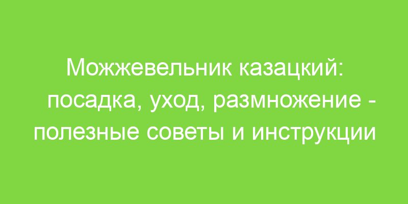 Можжевельник казацкий: посадка, уход, размножение полезные советы и инструкции