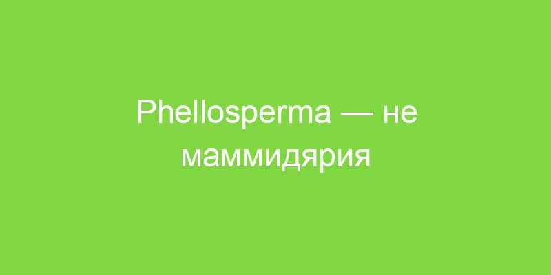 Phellosperma — не маммидярия