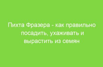 Пихта Фразера как правильно посадить, ухаживать и вырастить из семян