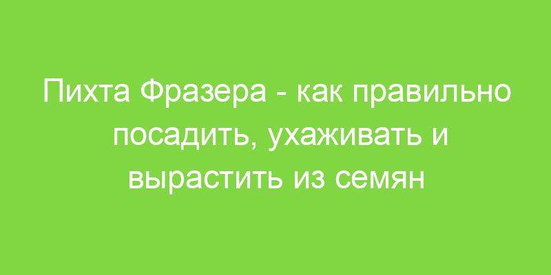 Пихта Фразера как правильно посадить, ухаживать и вырастить из семян