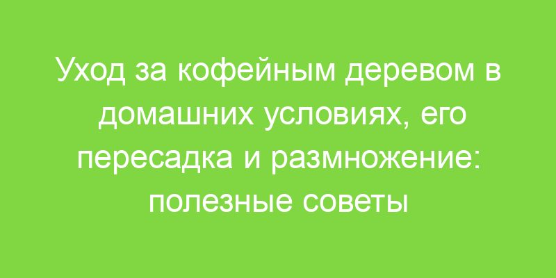 Уход за кофейным деревом в домашних условиях, его пересадка и размножение: полезные советы