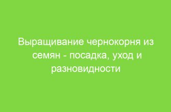 Выращивание чернокорня из семян посадка, уход и разновидности