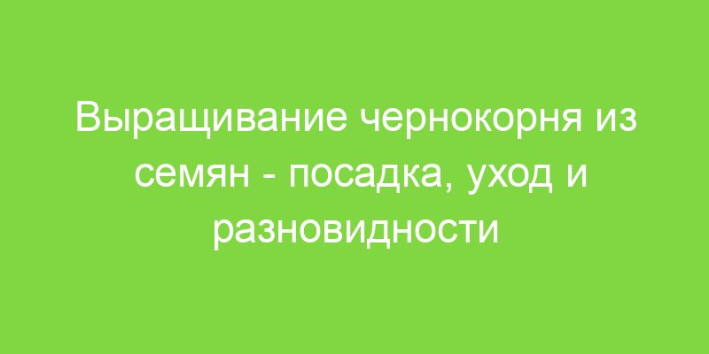 Выращивание чернокорня из семян посадка, уход и разновидности