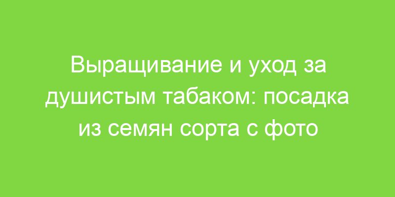 Выращивание и уход за душистым табаком: посадка из семян сорта с фото