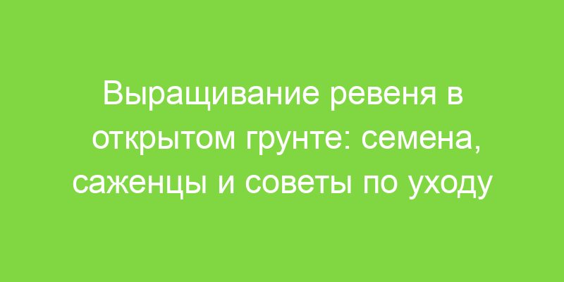 Выращивание ревеня в открытом грунте: семена, саженцы и советы по уходу